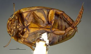 Media type: image;   Entomology 23885 Aspect: habitus ventral view